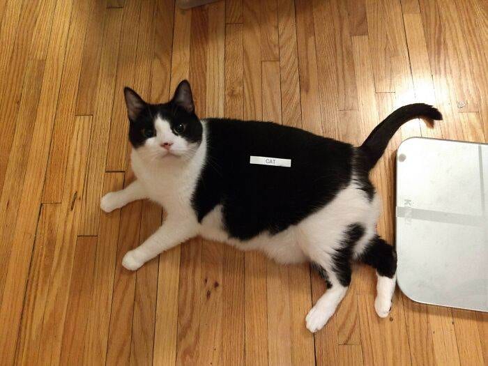 32 Adorable Cats Wearing The Most Unexpected Accessories