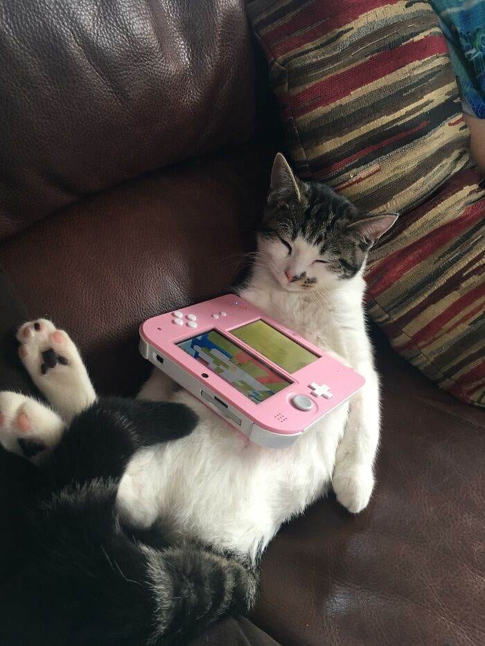 32 Adorable Cats Wearing The Most Unexpected Accessories