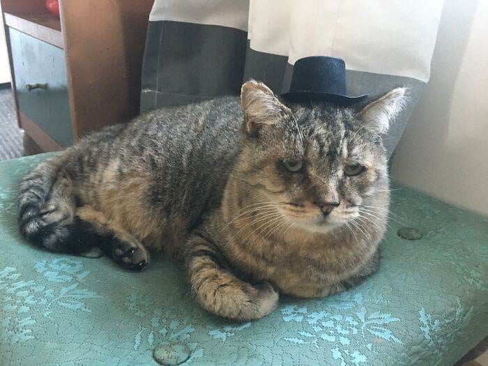 32 Adorable Cats Wearing The Most Unexpected Accessories