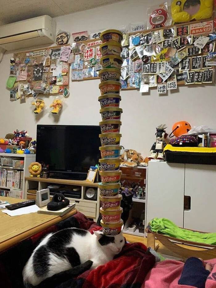 32 Adorable Cats Wearing The Most Unexpected Accessories