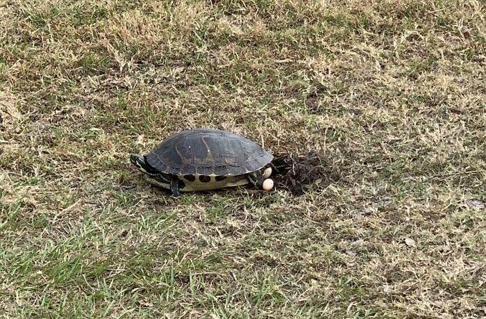 67A48B3Ece56D Walked Outside To Find A Turtle Laying Eggs Right Next To My Car