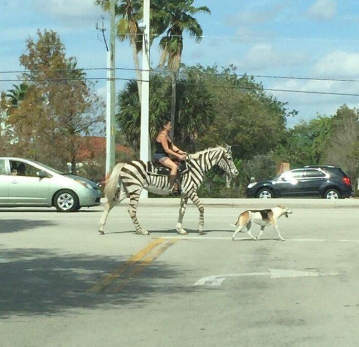 30 Hilarious Memes Straight From The Sunshine State