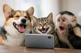 A Guide To Funny Animal Memes That Actually Land