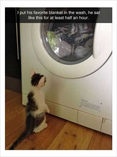 Funny Cat Pictures  Round And Round It Goes