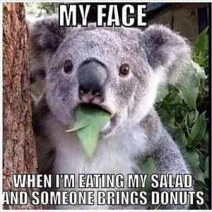 Funny Koala Meme