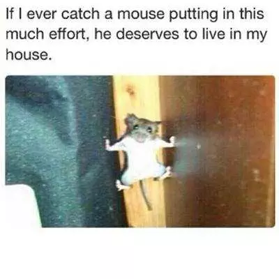 Funny Animals Picture Of The Day (3)