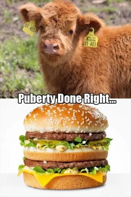 Funny Big Mac Meme