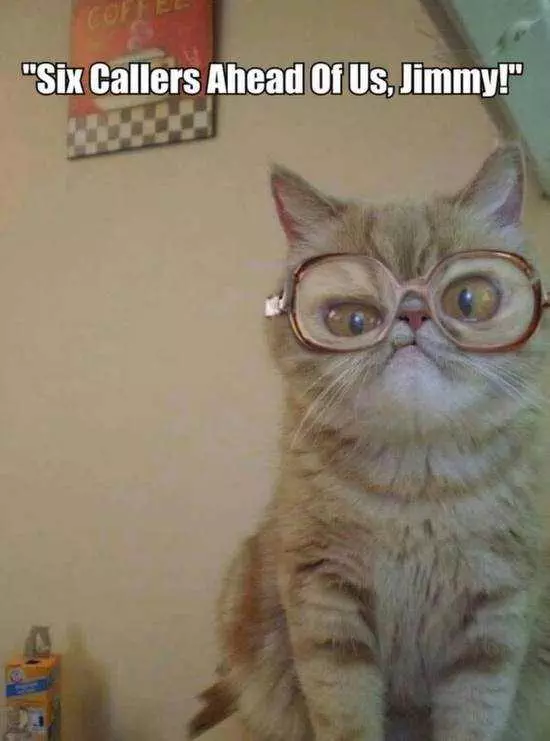 Funny Catwith Glasses