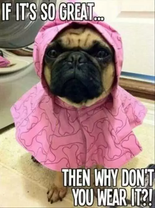 Funny Pug With A Raincoat