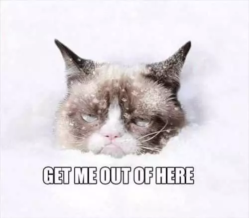 Grumpy Cat In The Snow
