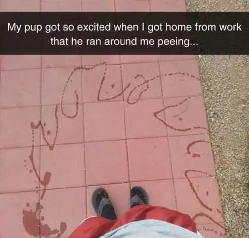 Dog Got Excited And Peed Everywhere