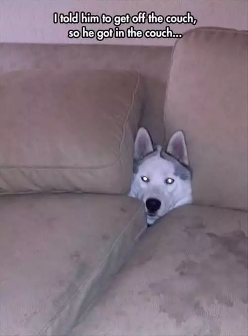 Dog Sitting Inside The Couch