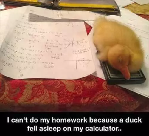 Duck Sleeping On Calculator