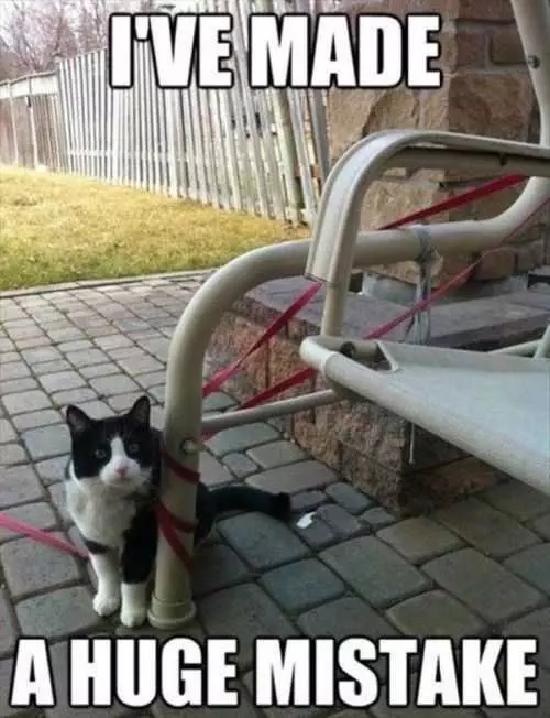 I Have Made A Huge Mistake. Cat Tangled In His Leash