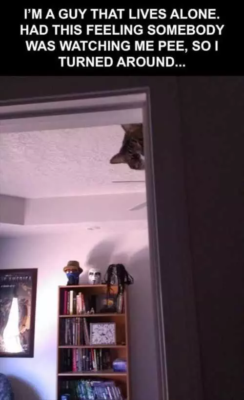 I Think My Cat Was Watching Me