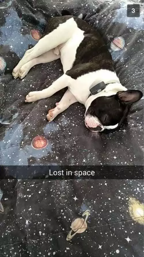 Lost In Space Pug