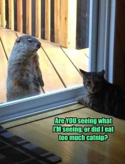 Prarie Dog At The Door Funny Pictures And Quotes Of The Week 