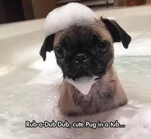 Pug In A Tub