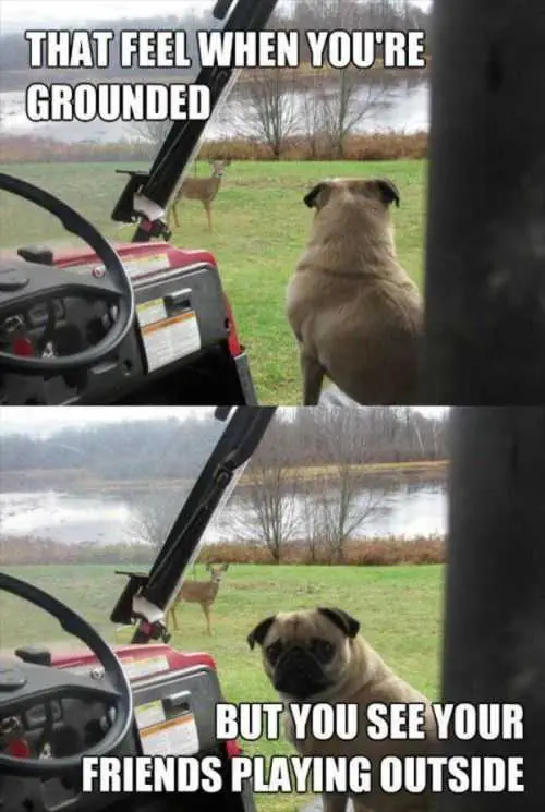 Pug Wants To Play With Deer