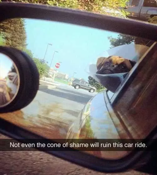 Pug Wearing The Cone Of Shame Enjoying His Car Ride