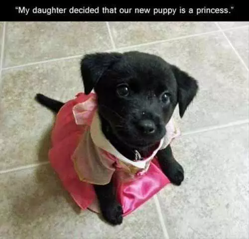 Puppy Dressed Up Like Princess