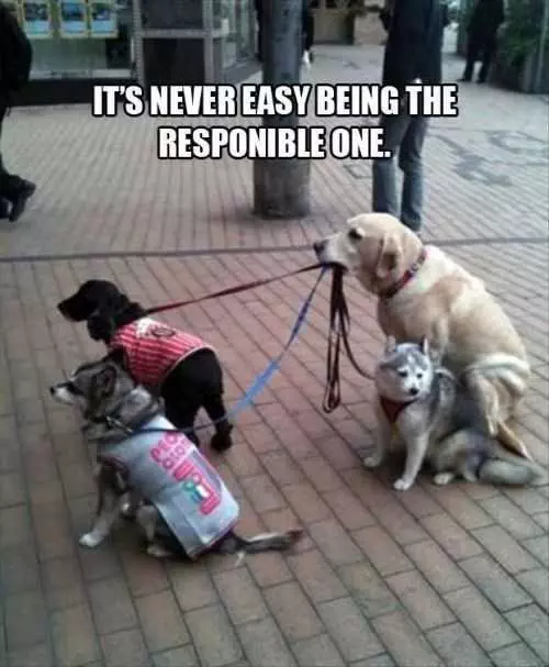 Responsible Dog Walking Other Dogs