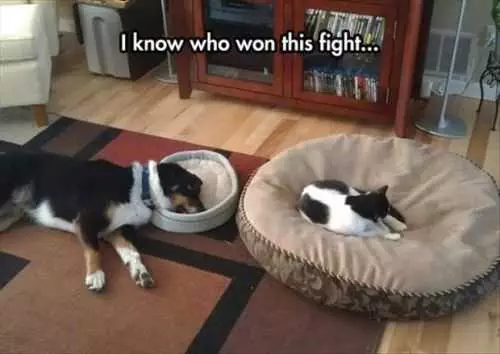 Who Won This Fight With The Dog And The Cat Funny Pictures Of The Week  50 Pictures