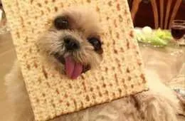 Funny Pictures Dump Featured