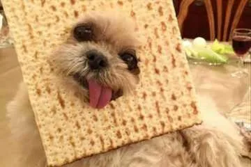 Funny Pictures Dump Featured