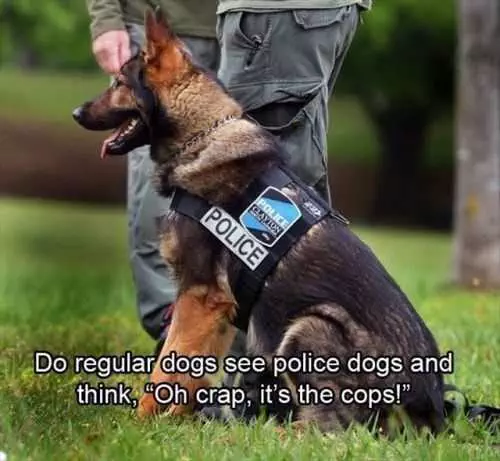 Do Regular Dogs See Police Dogs And Think Oh Crap Its The Cops