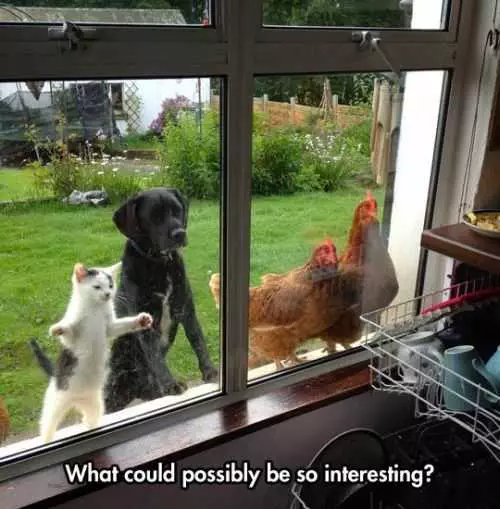 Dog Cat And Chickens Looking In Window. What Could Possibly Be So Interesting