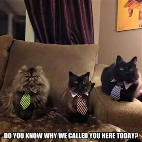 Funny Cats Wearing Ties. Cats With Ties. Cats In Ties. Do You Know Why I Called You Here