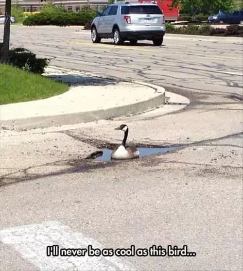 Goose In A Puddle. You Will Never Be As Cool As This Goose. Lost Goose This Week'S Funny Pictures Dump