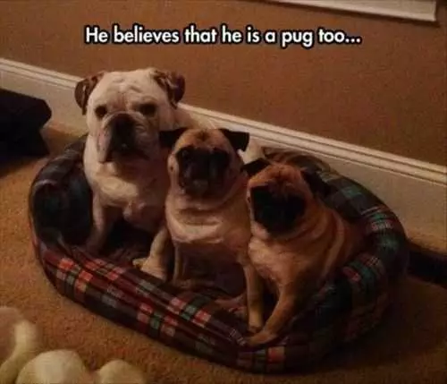 He Beleives He Is A Pug. Bulldog Thinks He Is A Pug