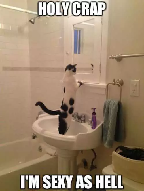 Holy Crap Im Sexy As Hell. Cat Looking In The Mirror