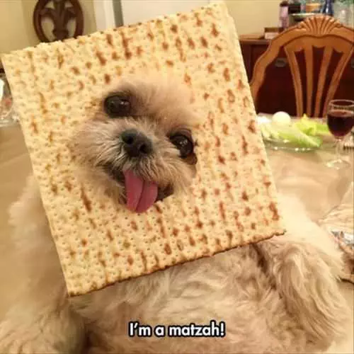 Im A Matzah. Funny Derpy Dog In A Cracker Costume This Week'S Funny Pictures Dump