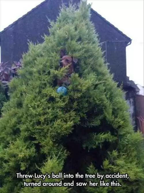 Little Dog Climb Tree To Get Ball The Funniest Pictures Of The Week