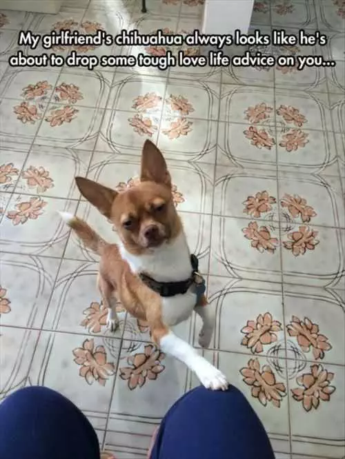 My Girlfriends Chihuahua Giving Tough Love Advice