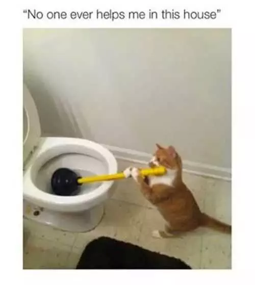 Noone Ever Helps Me Around The House. Cat Using A Plunger Funniest Pictures Of The Week