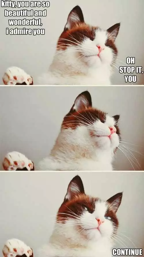 Oh Stop It Funny Cat Meme Funniest Pictures Of The Week