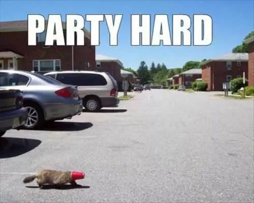 Party Hard. Ferrett With A Red Solo Cup Stuck On Its Head. Ferrett In The Parking Lot