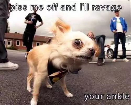 Piss Me Off And I Will Ravage Your Ankle. Funny Mean Little Dog The Funniest Pictures Of The Week