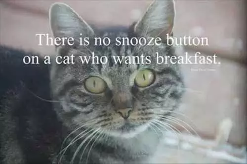 There Is No Snooze Button For A Cat Who Wants Breakfast Funniest Pictures Of The Week