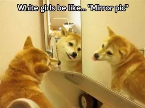 White Girls Be Like Mirror Pic. Funny Dog Taking Selfie