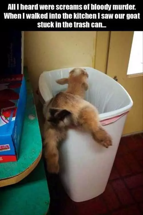 Goat In The Trash Can Funny Pictures Of The Week