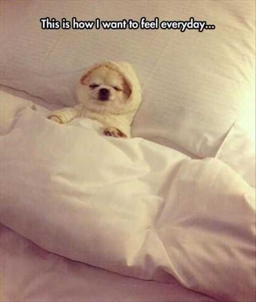 How I Want To Feel Everyday. Little Dog Sleeping In Bed