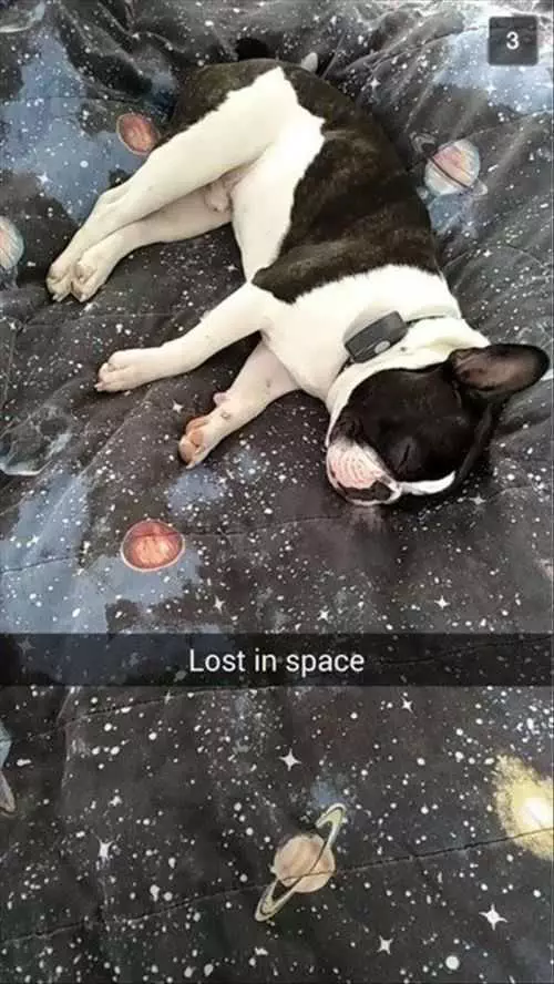 Lost In Space. Little Dog On Space Sheets