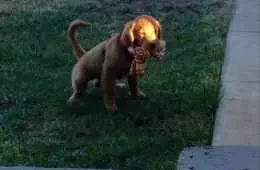 Puppy Takes Toy Outside To The Bathroom. Funny Puppy