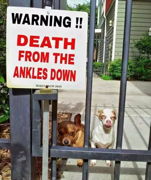 Warning Death From The Ankles Down   Funniest Pictures Of The Week