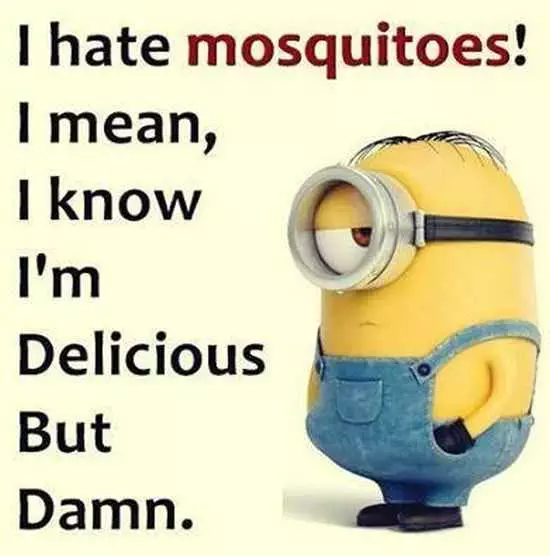 New Funny Minions Pictures 039